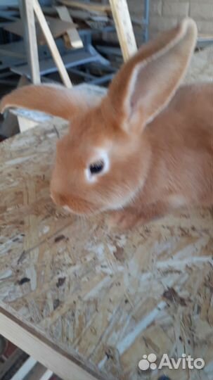 Продам кроликов