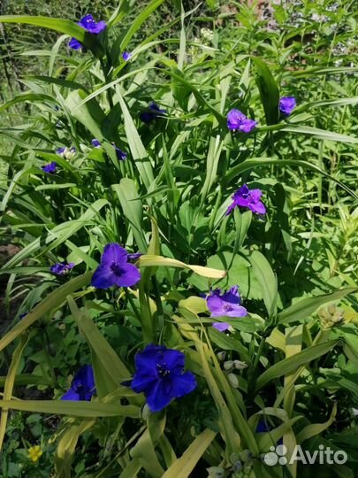 Хоста, флоксы, традесканция садовая