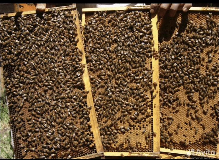 Пчелопакеты в 2024 год с Краснодарского края