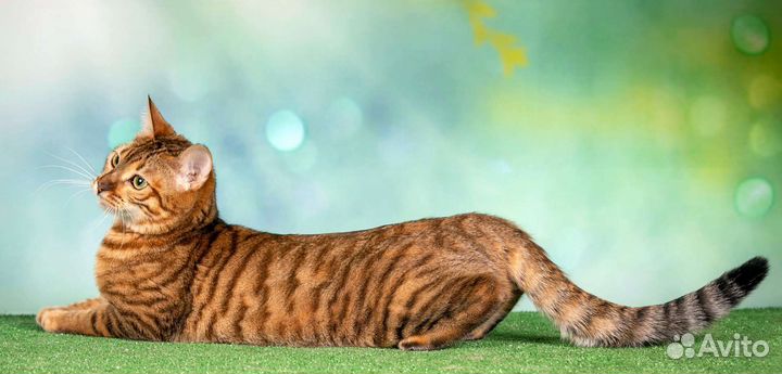 Тойгер-домашний тигр в Вашем доме