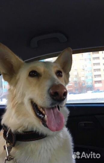 Собака в добрые руки