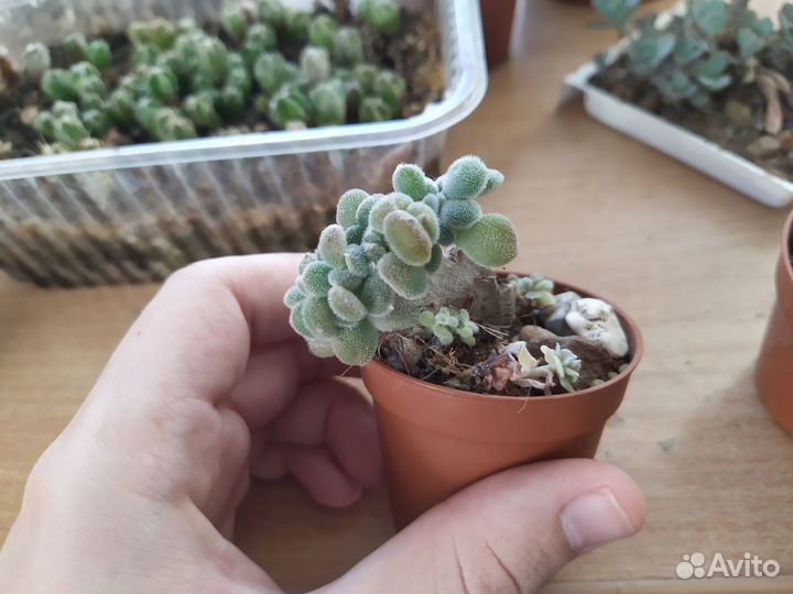 Кактусы и суккуленты