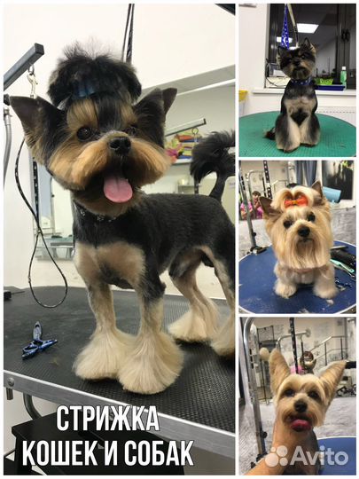 Груминг собак и кошек