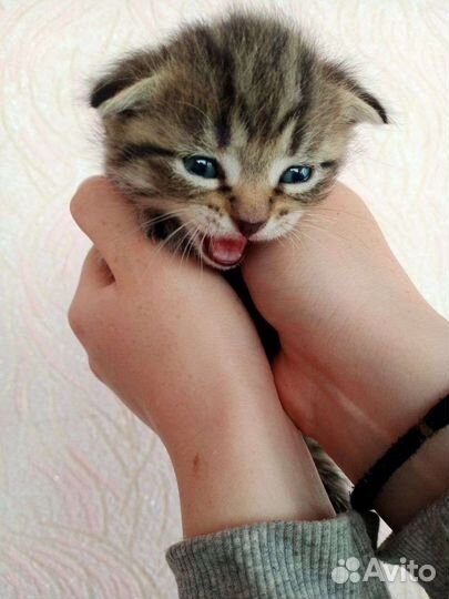 Шотландские котята