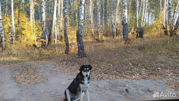 Метис овчарки, мальчик, 8 мес. в добрые руки