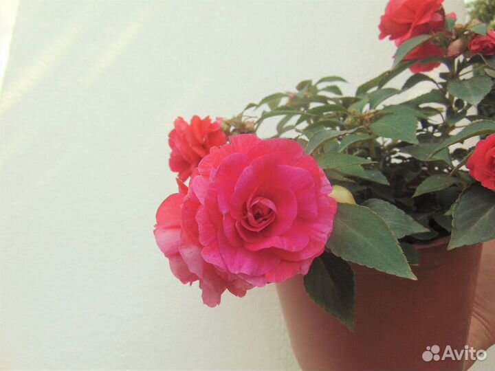 Бальзамины