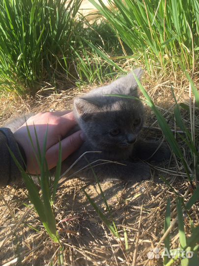 Котёнок (девочка)