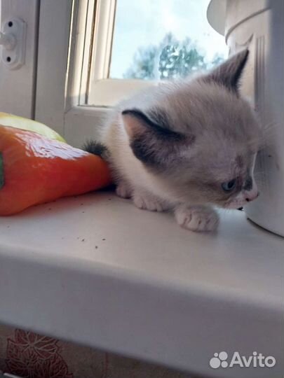 Кошка в дар