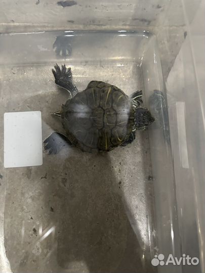 Красноухая черепаха