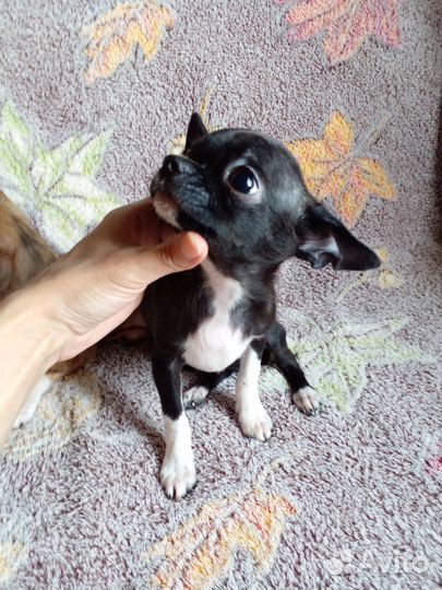 Щенок чихуахуа