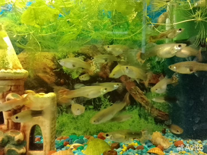 Рыбки гуппи (самки)