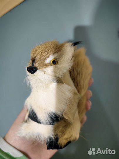 Просто белка