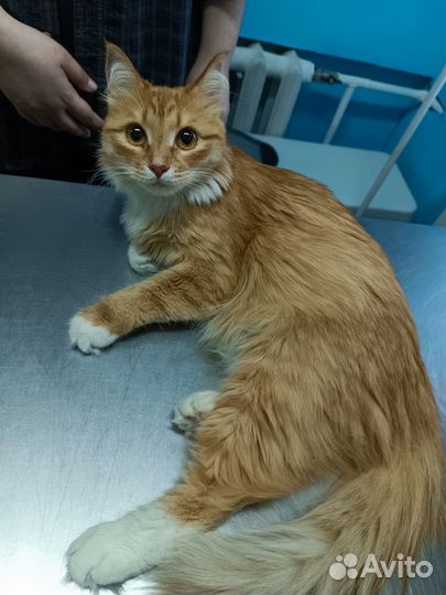 Кастрация котов/Стерилизация кошек