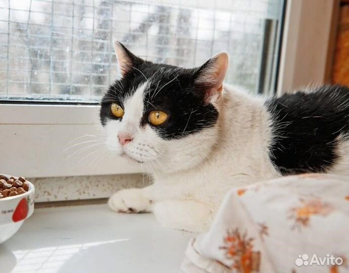 Кошечка Тори в добрые руки