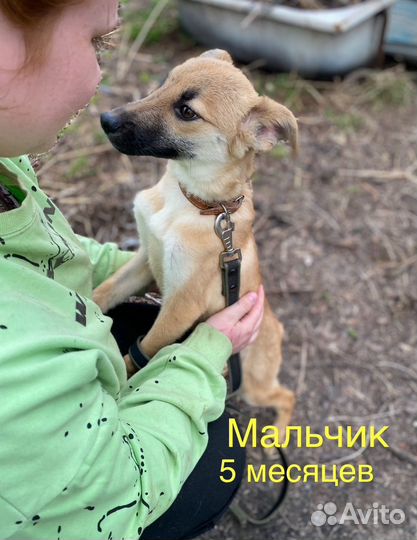 Собаки в добрые руки