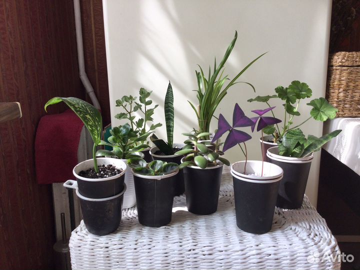 Комнатные цветы