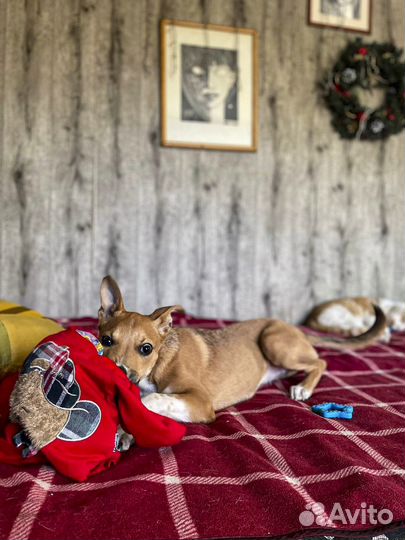 Эксклюзив с породными корнями, стерильная в дар