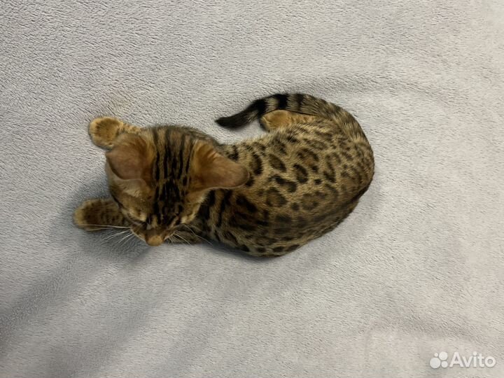Бенгальский котёнок