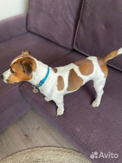 Вязка джек рассел терьер