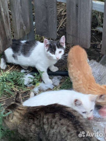 Милые добрые котята ищут любящих хозяев