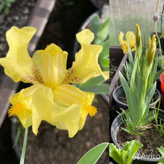 Растения для сада