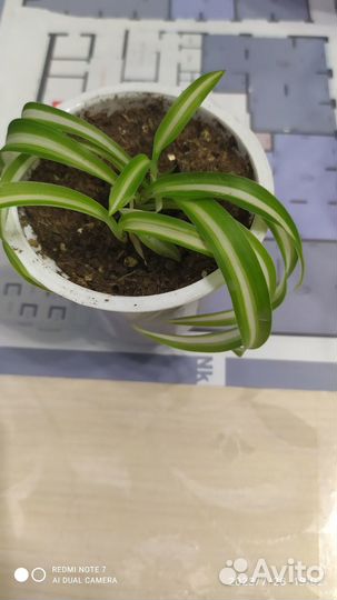 Комнатные цветы