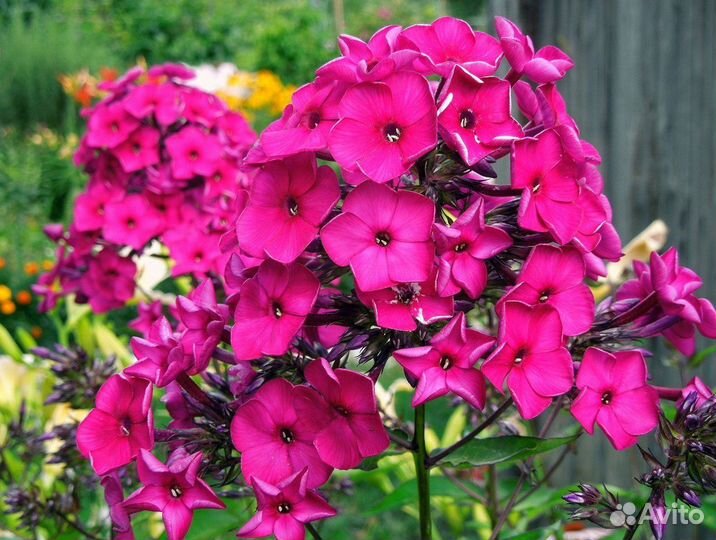 Лилейник и Флокс метельчатый 3 цвета