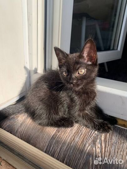 Кошка в дар