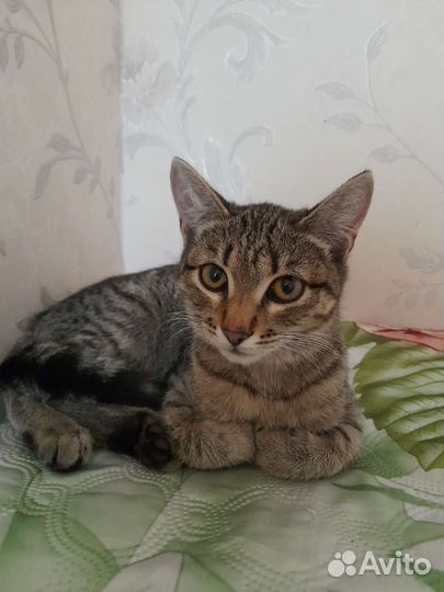 Котенок (девочка)