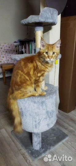 Продам котенка мейкун