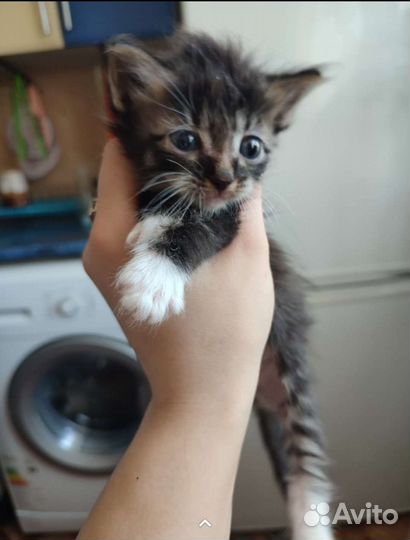 Отдам котят в добрые руки кушают все