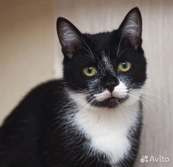Котенок Пашка ищет место в сердечке