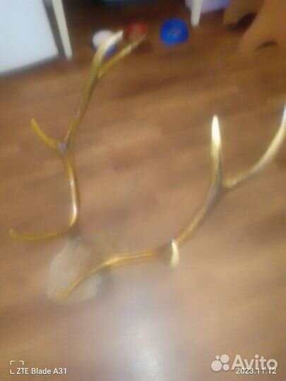 Рога изюбря