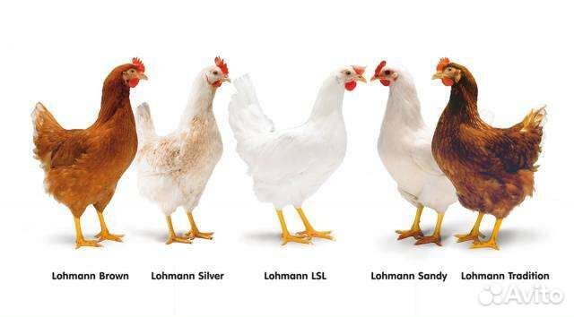 Куры молодки