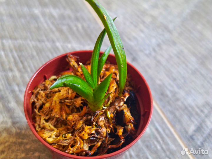 Орхидея tolumnia