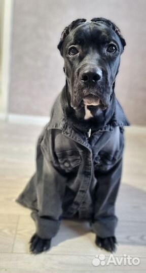 Щенки кане корсо