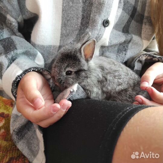 Декоративные кролики