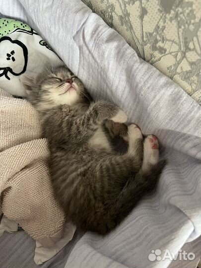 Котенок 2 месяца