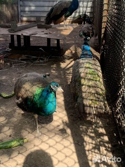 Индийский павлин