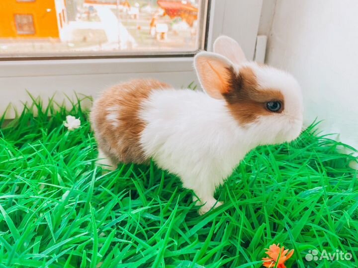 Карликовый кролик