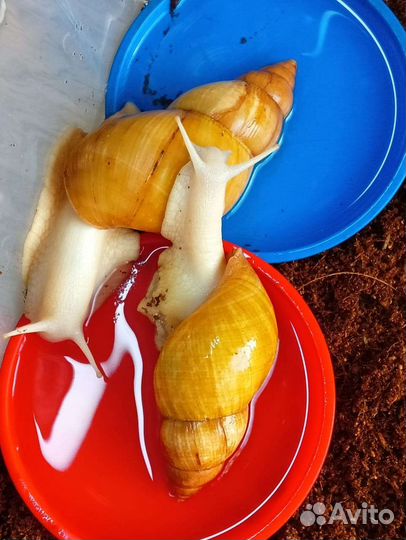 Улитки ахатины