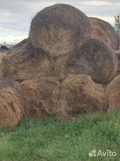 Продам сено в рулонах