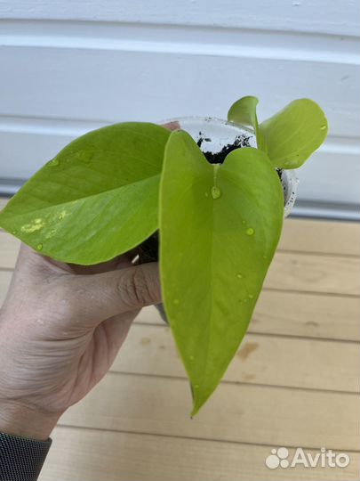 Эпипремнумы, сциндапсус, филодендрон