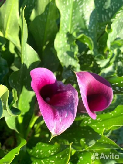 Клубни Каллы