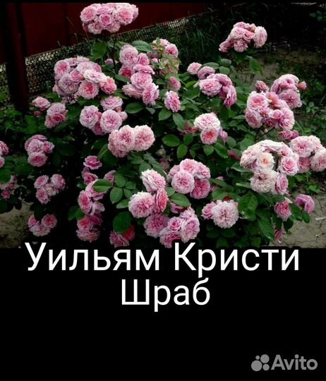 Саженцы роз шрабы