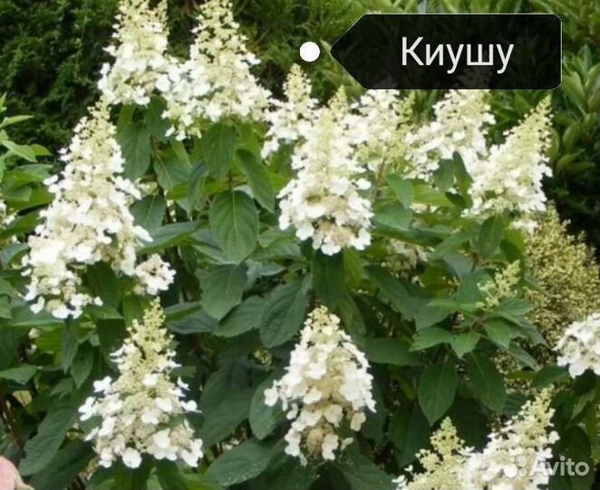 Гортензия метельчатая