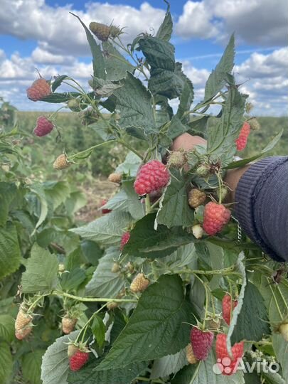 Саженцы ремонтантной малины