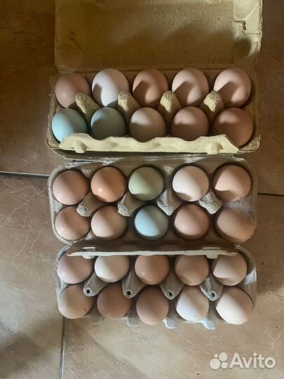 Инкубационное яйцо кур разных пород