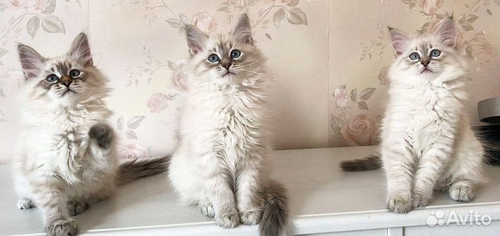 Невская маскарадная котята