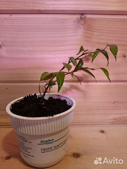 Фикус бенджамина